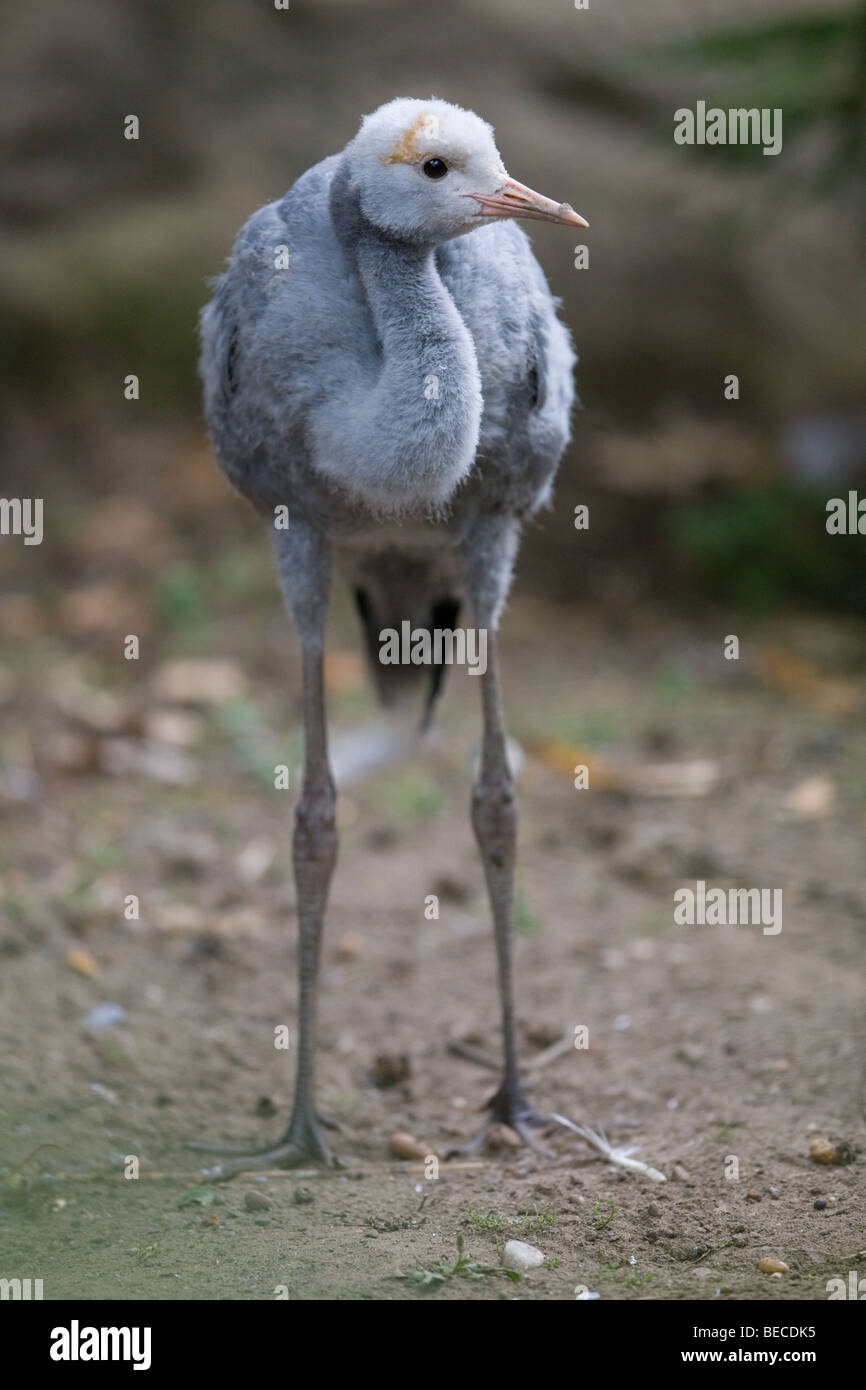 Young blue crane anthropoides paradisea hires stock photography and