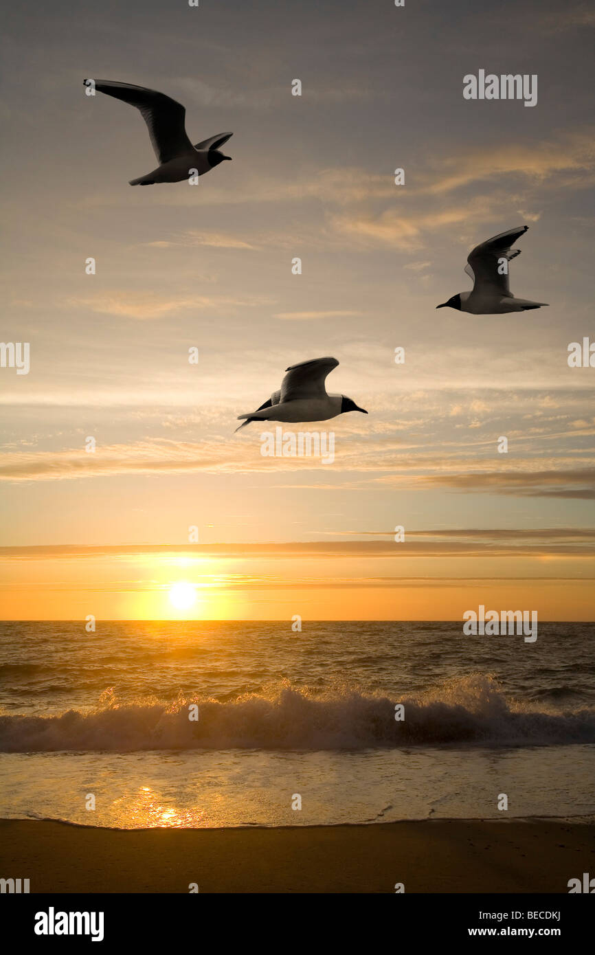 Seagulls (Larus ridibundus) and sunset Stock Photo
