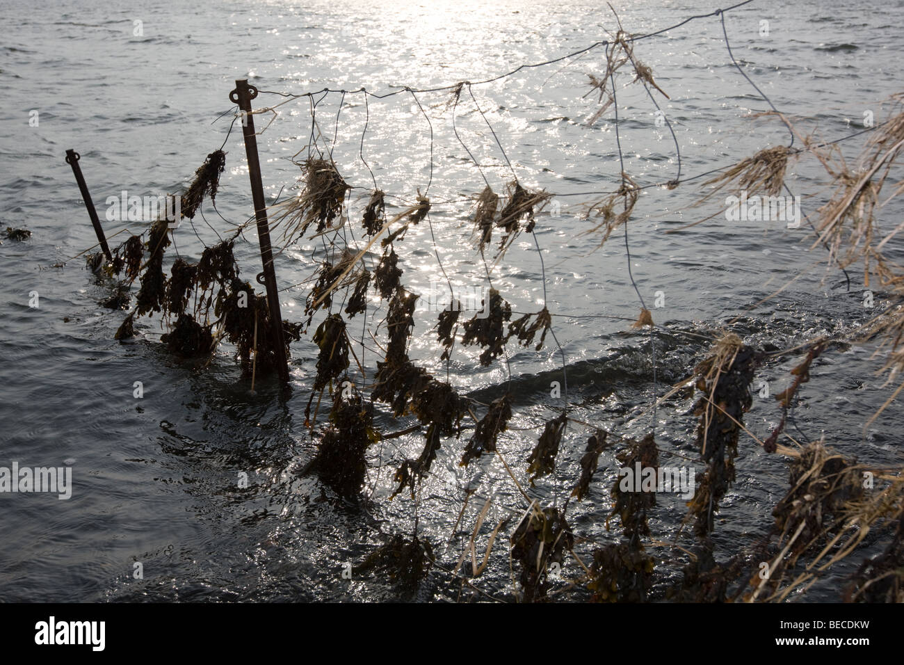 net with flotsam at the northern sea shore in Germany Stock Photo Alamy