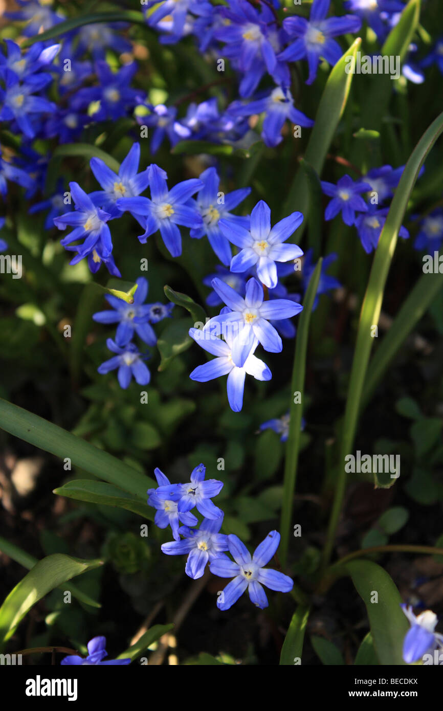 The vivid blue flowers of Chionodoxa luciliae, or Glory of the snow, a spring flowering bulb. Sussex, England, UK. Stock Photo