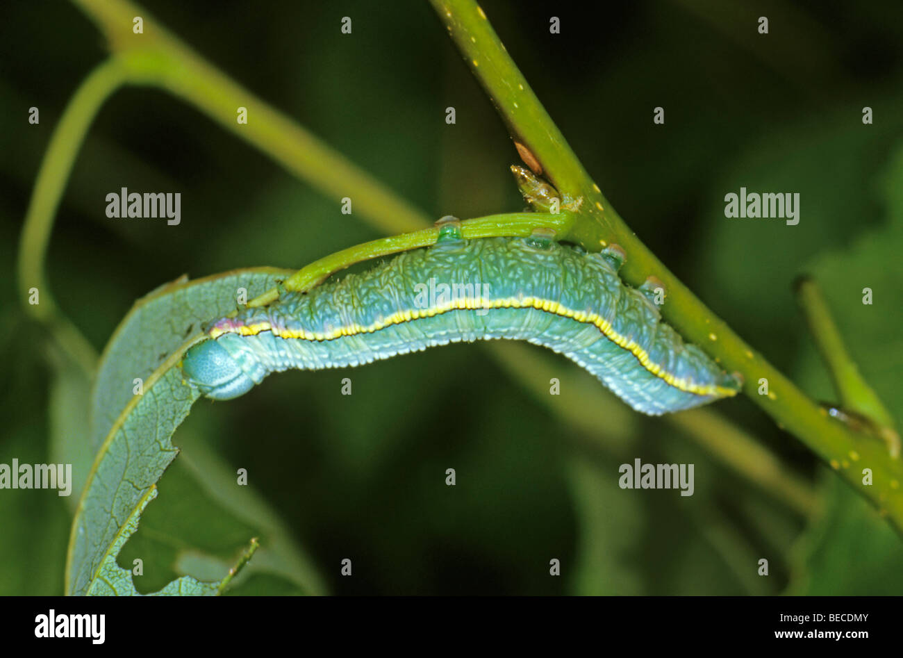 Pale Prominent (Pterostoma palpinum), eating caterpillar Stock Photo