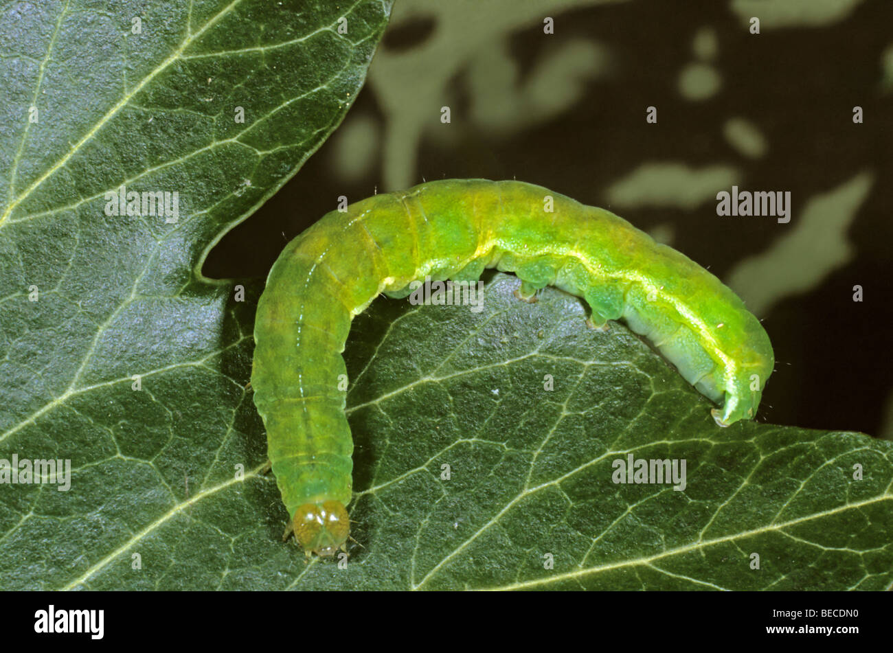 Angle Shades (Phlogophora meticulosa), caterpillar Stock Photo
