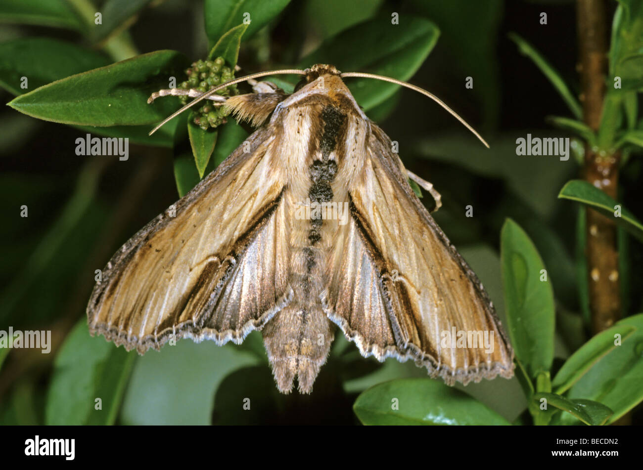 Mullein Moth (Cucullia verbasci), female Stock Photo