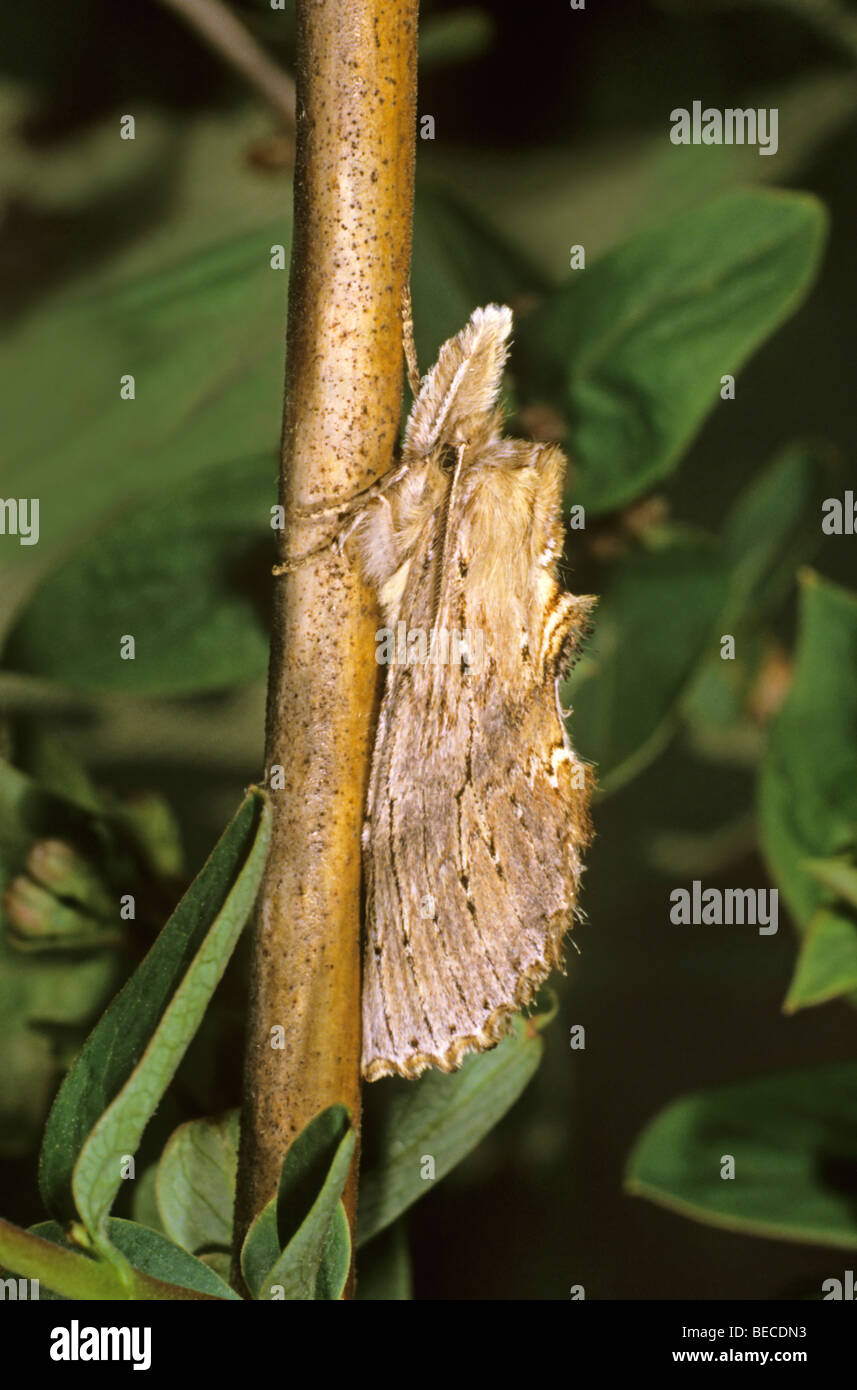 Pale Prominent (Pterostoma palpinum) Stock Photo