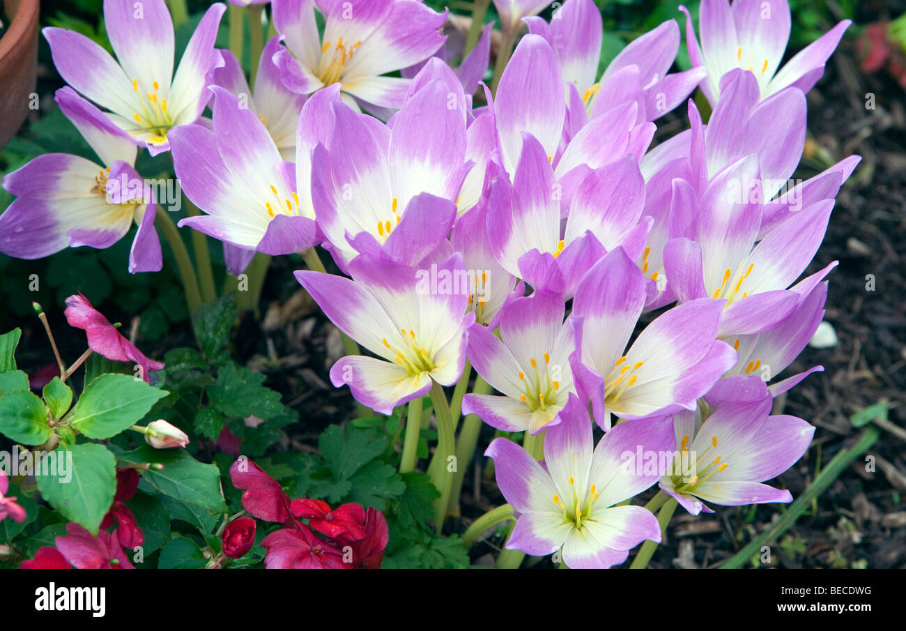A bed of Autumn Crocus Colchicum autumnale purple and white and highly poisonous. Stock Photo