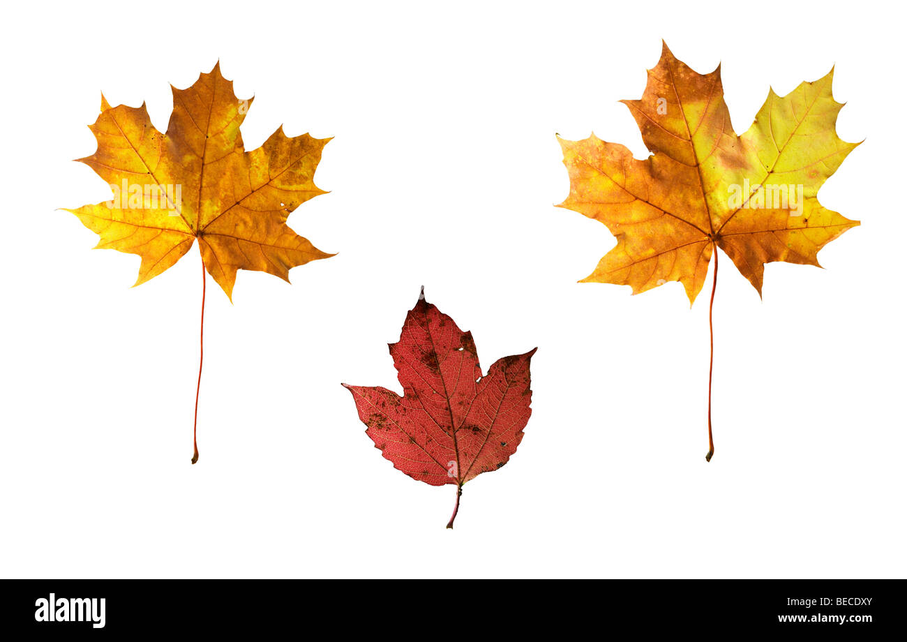 Isolated autumn leaves on white background Stock Photo - Alamy