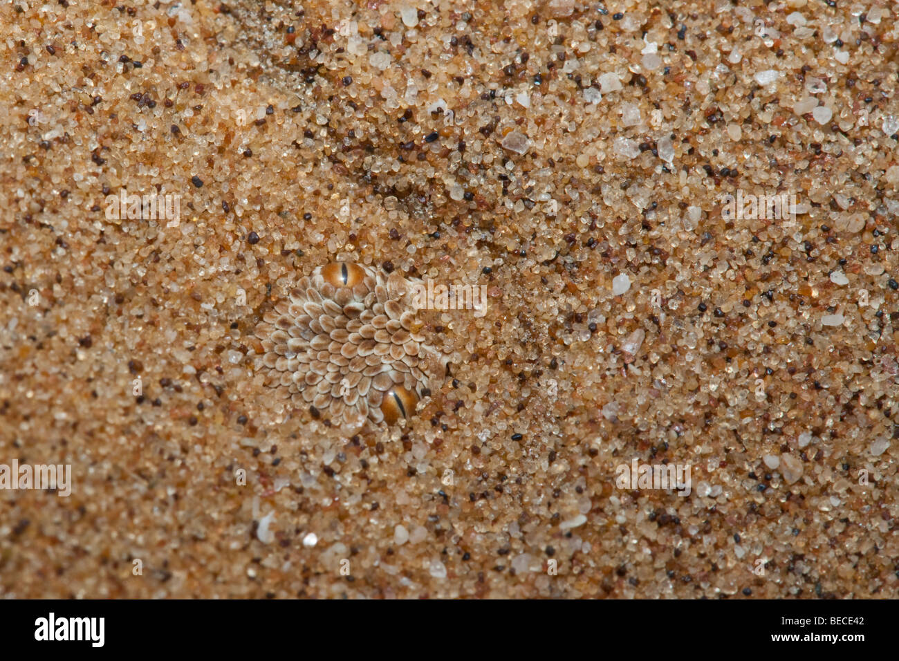 Peringuey's Adder,  buried in sand, near Swakopmund, Namibia Stock Photo