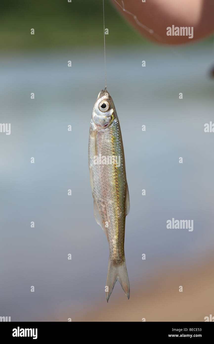 Fish on fishing line Stock Photo