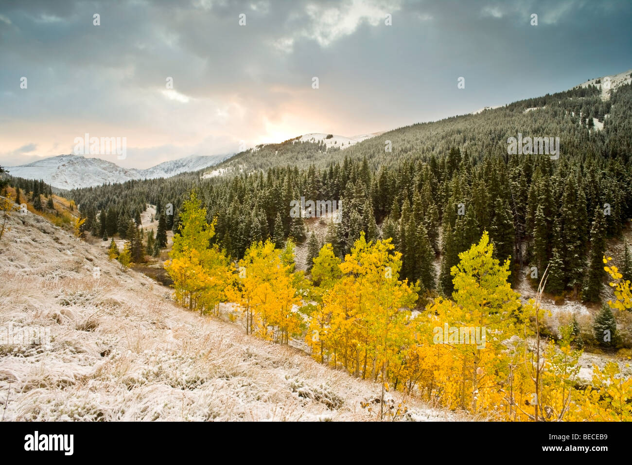Frost, Aspen and Storm 2 Stock Photo