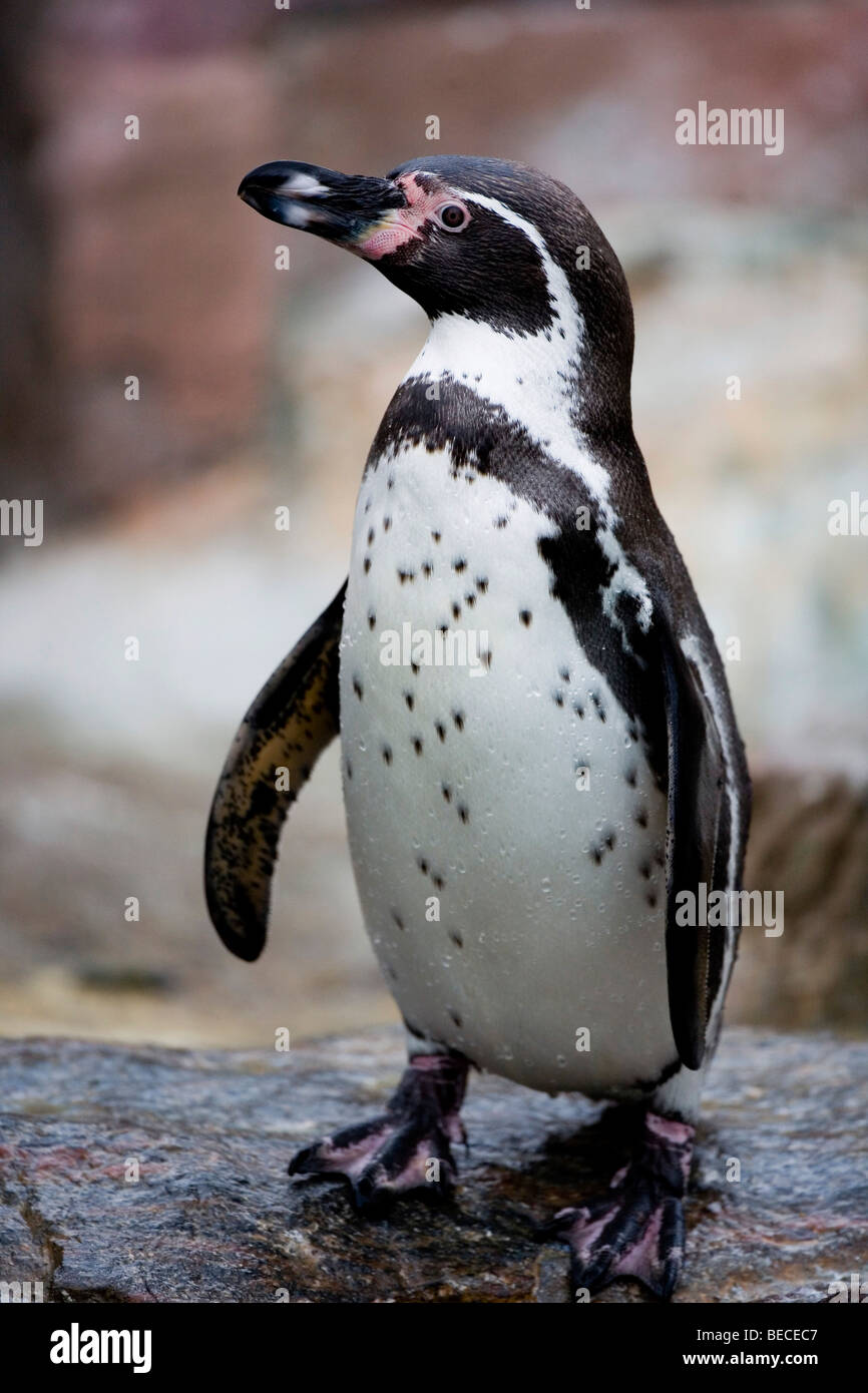 Humboldt Penguin (Humboldt-Pinguin) Stock Photo