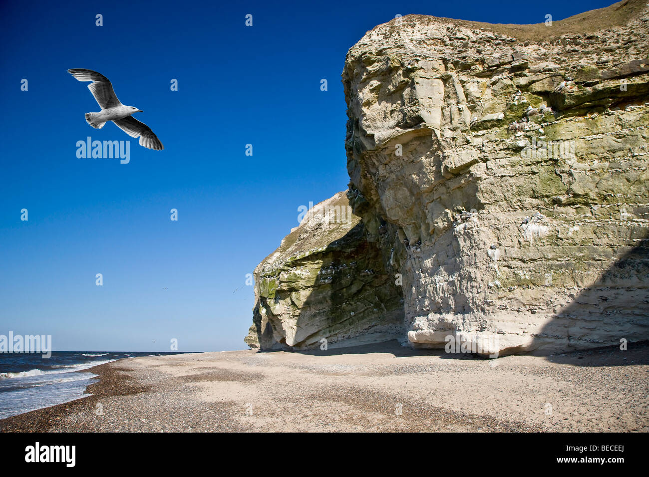Bulbjerg, the only bird cliff in Denmark, Jutland, Denmark Stock Photo