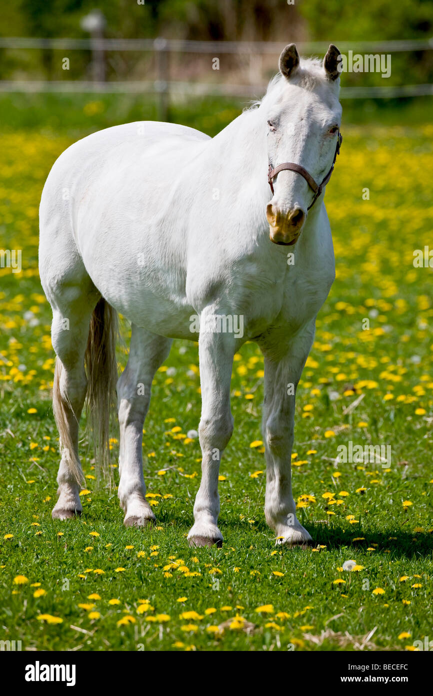 White horse on a dandelion field hires stock photography and images