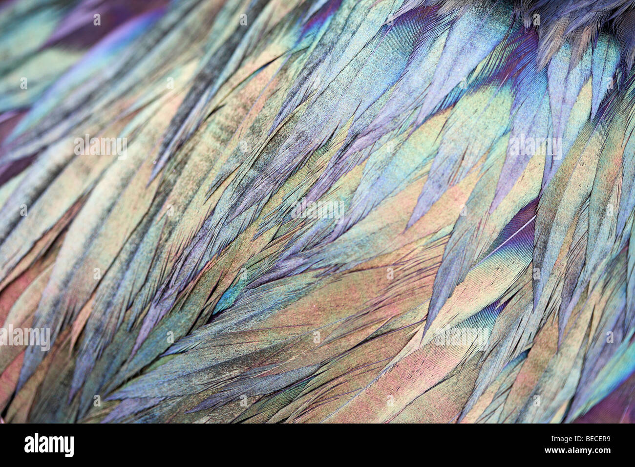 Metallic, multicoloured shimmering coat, feathers, Magnificent fregate bird (Fregata magnificens), Genovesa Island, Tower Islan Stock Photo