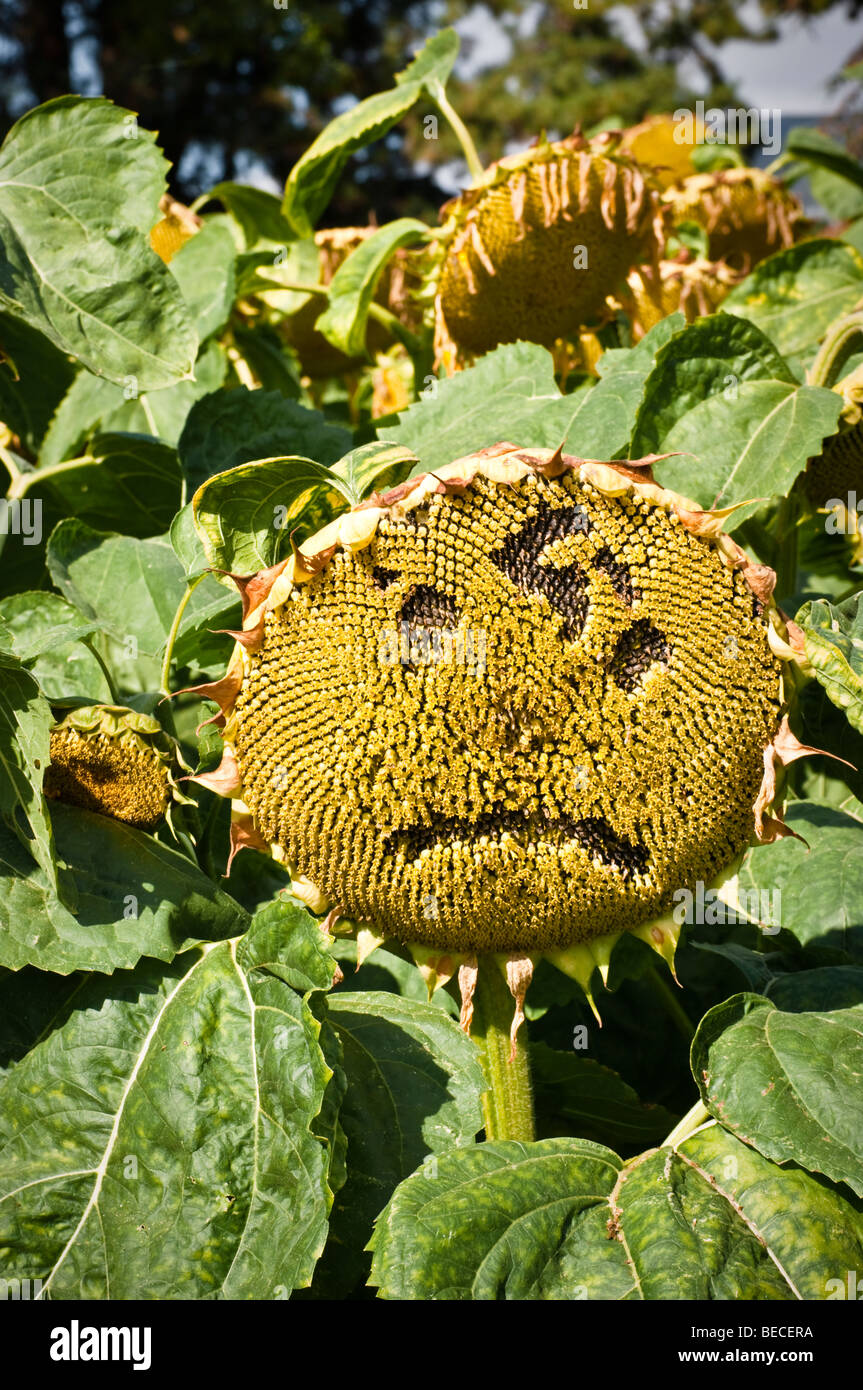 Sunflower seed-head with glum face, in the Trials Field at RHS Wisley Garden, Surrey, UK Stock Photo