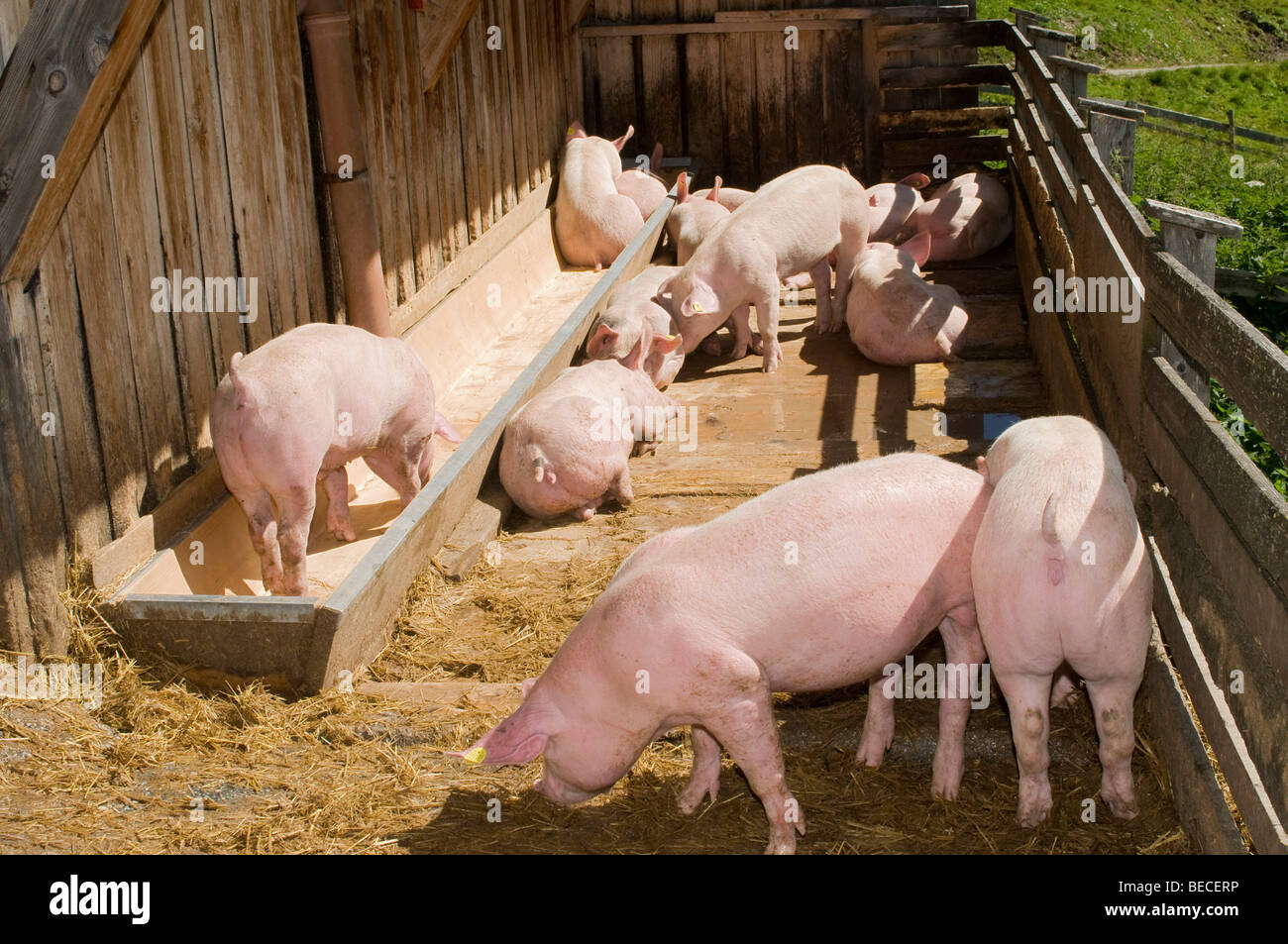 Pigs on an alpine pasture, Stoankasern-Alm, Hintertux, Zillertal, Tyrol ...