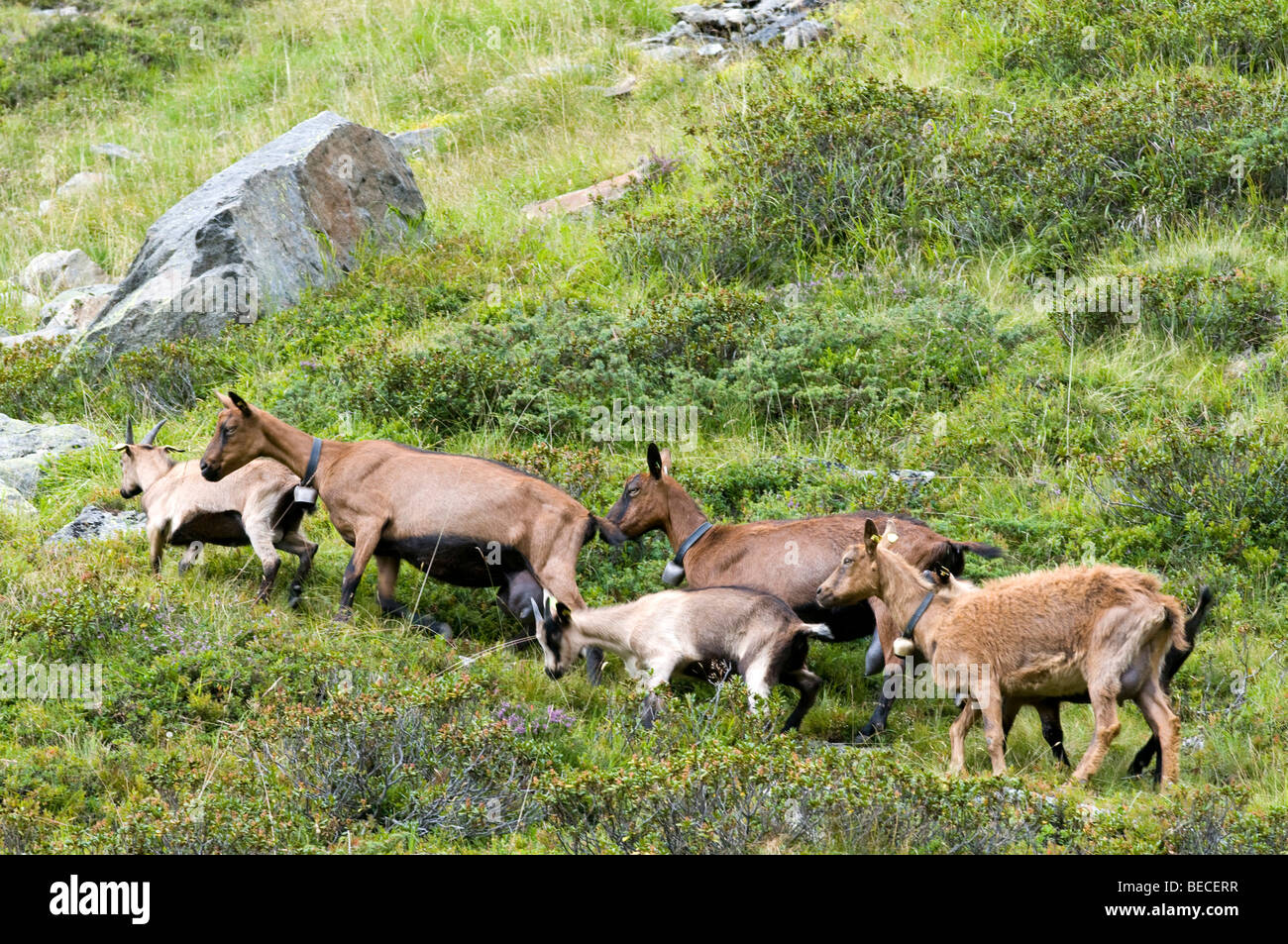 Domestic goats on an alpine pasture, Sulztal-Alm, Laengenfeld, Oetztal, Tyrol, Austria, Europe Stock Photo