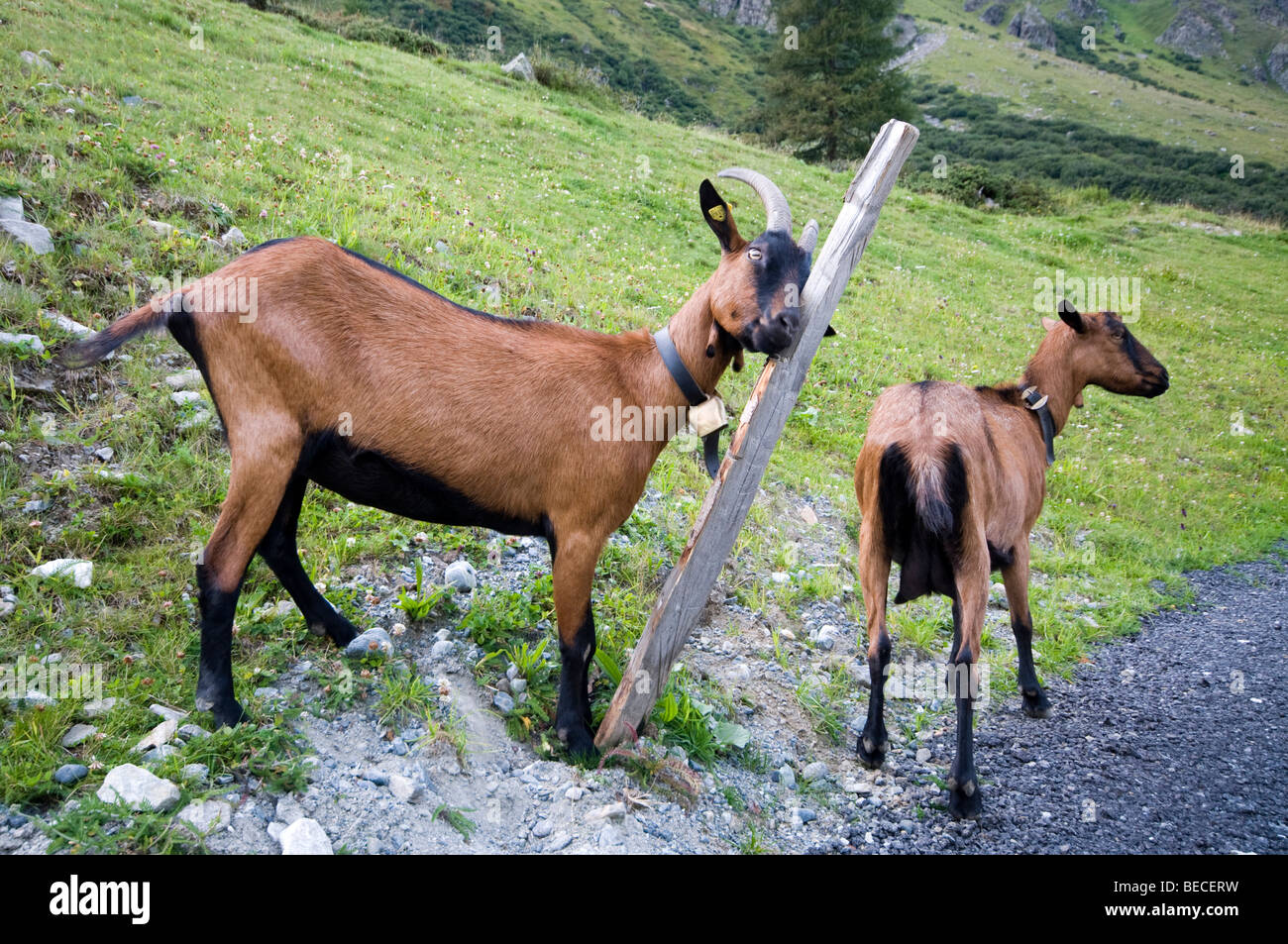 Domestic goats on an alpine pasture, Scheiben-Alm, Jamtal, Galtuer, Tyrol, Austria, Europe Stock Photo