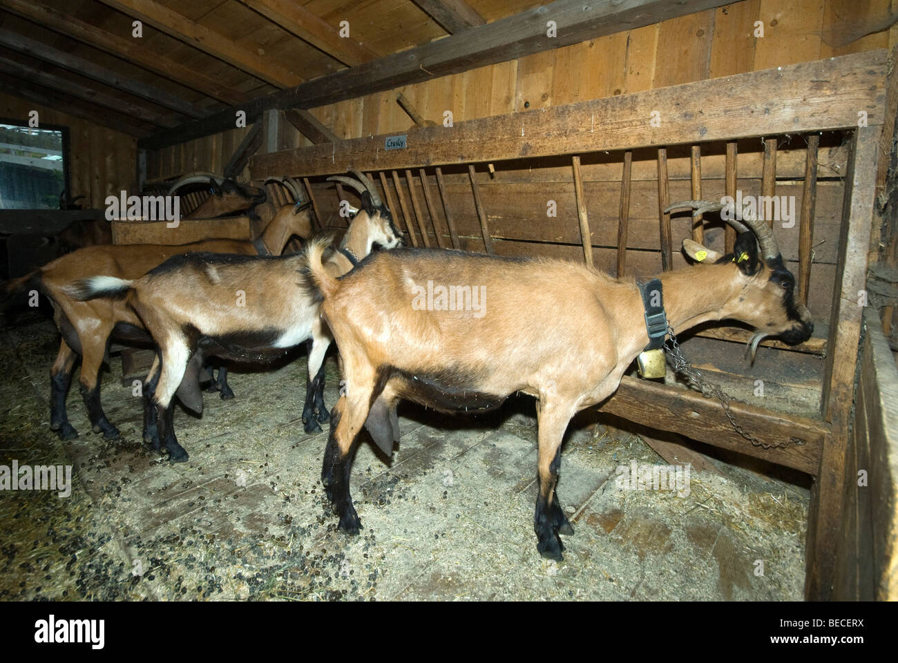 Domestic goats in a stable, Grawa-Alm alpine pasture, Stubaital, Tyrol, Austria, Europe Stock Photo