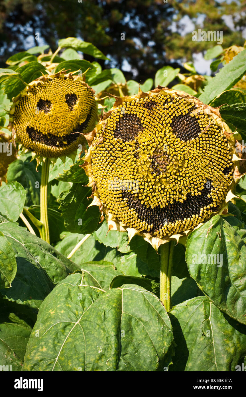 Sunflower seed-heads with smiley faces, in the Trials Field at RHS Wisley Garden, Surrey, UK Stock Photo