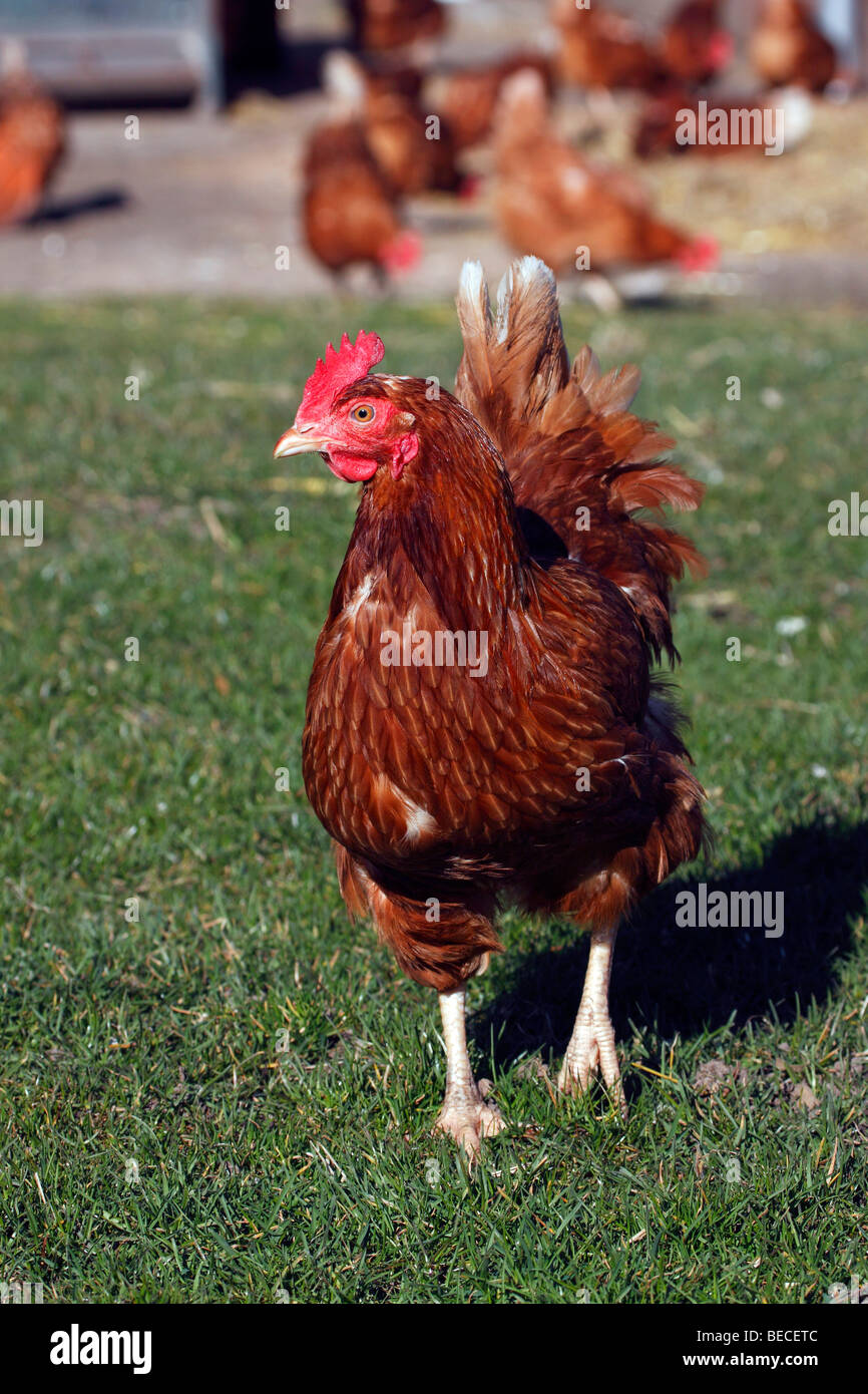 Barn fowl, hens, chicken, (Gallus gallus domesticus) Stock Photo