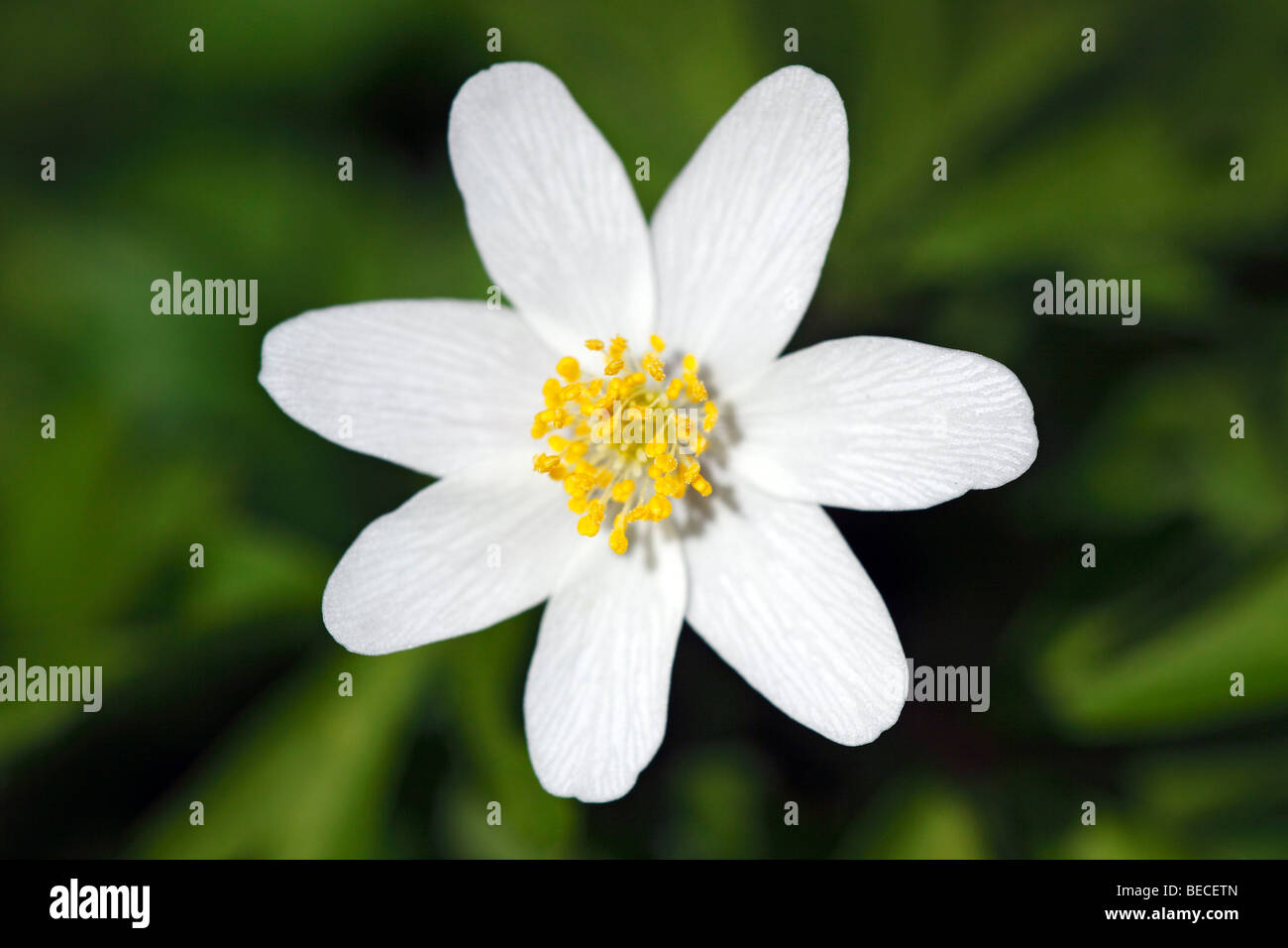 Flowering Wind Anemone in spring, Wind Flower (Anemone nemorosa) Stock Photo
