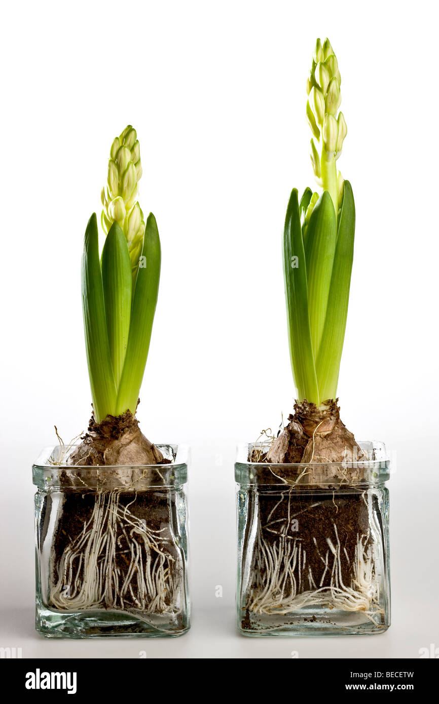 Two Common Hyacinths (Hyacinthus) Stock Photo