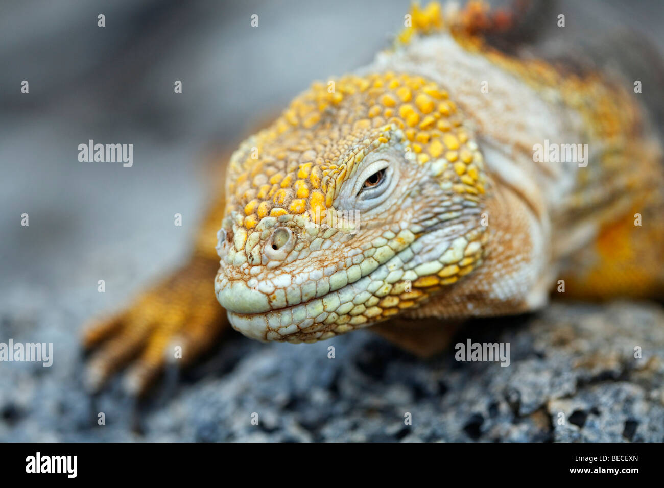 Galápagos land iguana, land saurian, land iguana (Conopholus subchristatus) resting on a rock, Genovesa Island, Tower Island, G Stock Photo