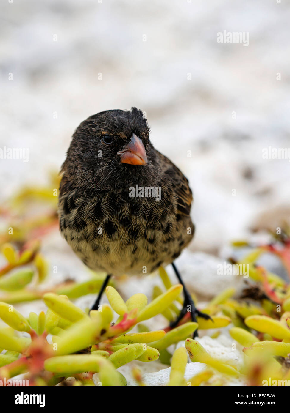 Darwin's finch (Geospizinae), Genovesa Island, Tower Island, Galápagos Archipelago, Ecuador, South America Stock Photo