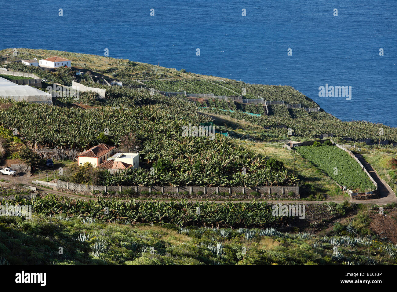 Banana plantations near Puntallana, La Palma, Canary Islands, Spain Stock Photo