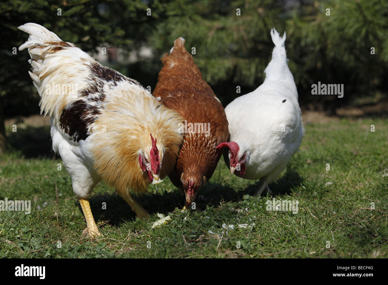 Domestic fowl husbandry Stock Photo - Alamy