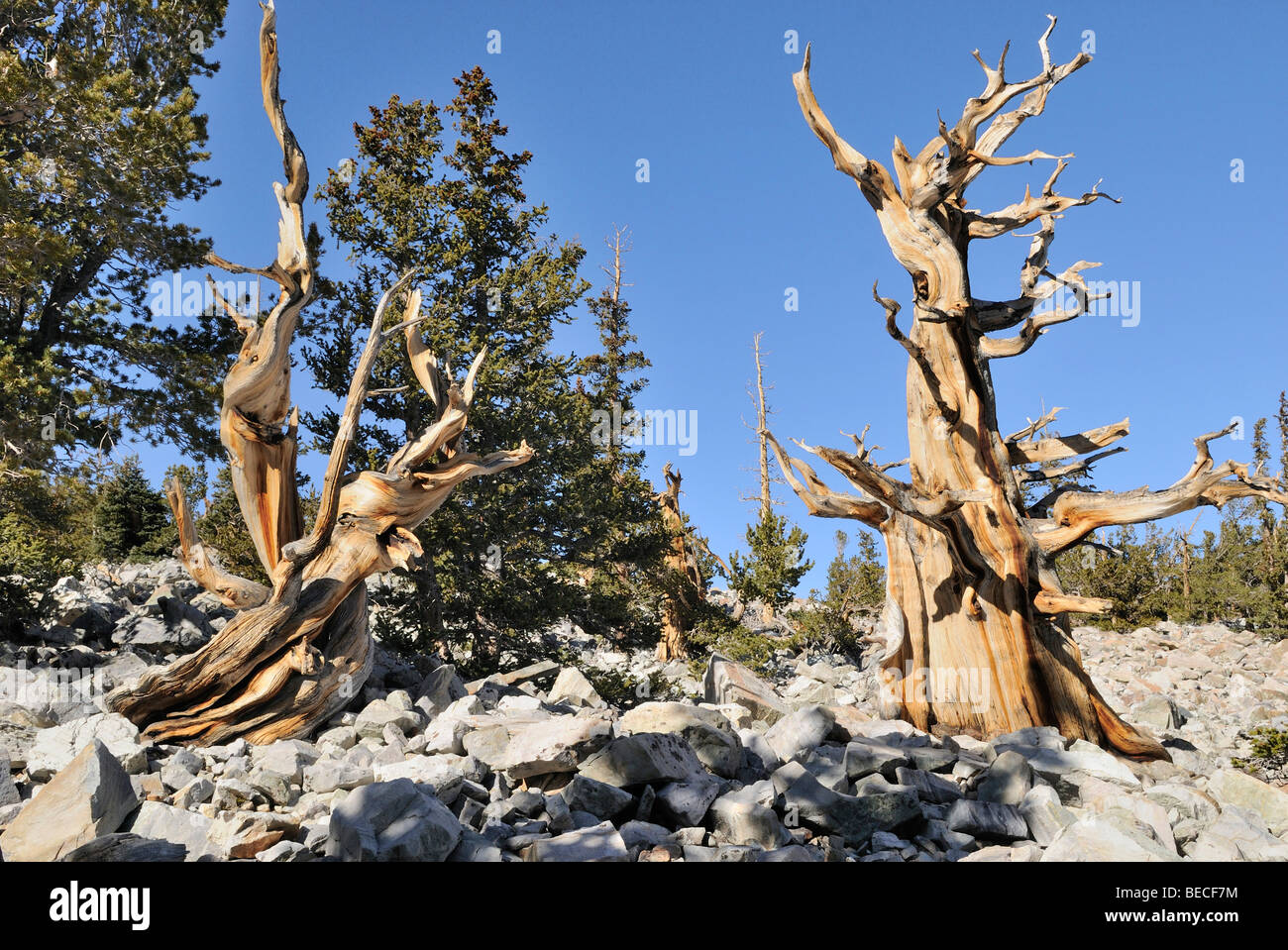 Bristlecone Pines (Pinus aristata), between 2000 and 3000 years old, Bristlecone Pine Grove, Great Basin National Park, Nevada, Stock Photo