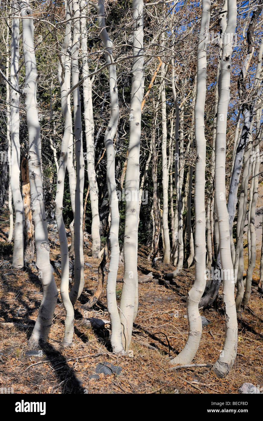 Aspen tree trunks (Populus), Lehman Creek, Great Basin National Park, Nevada, USA Stock Photo
