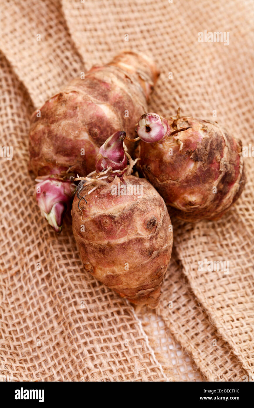 Jerusalem Artichoke tubers Stock Photo Alamy