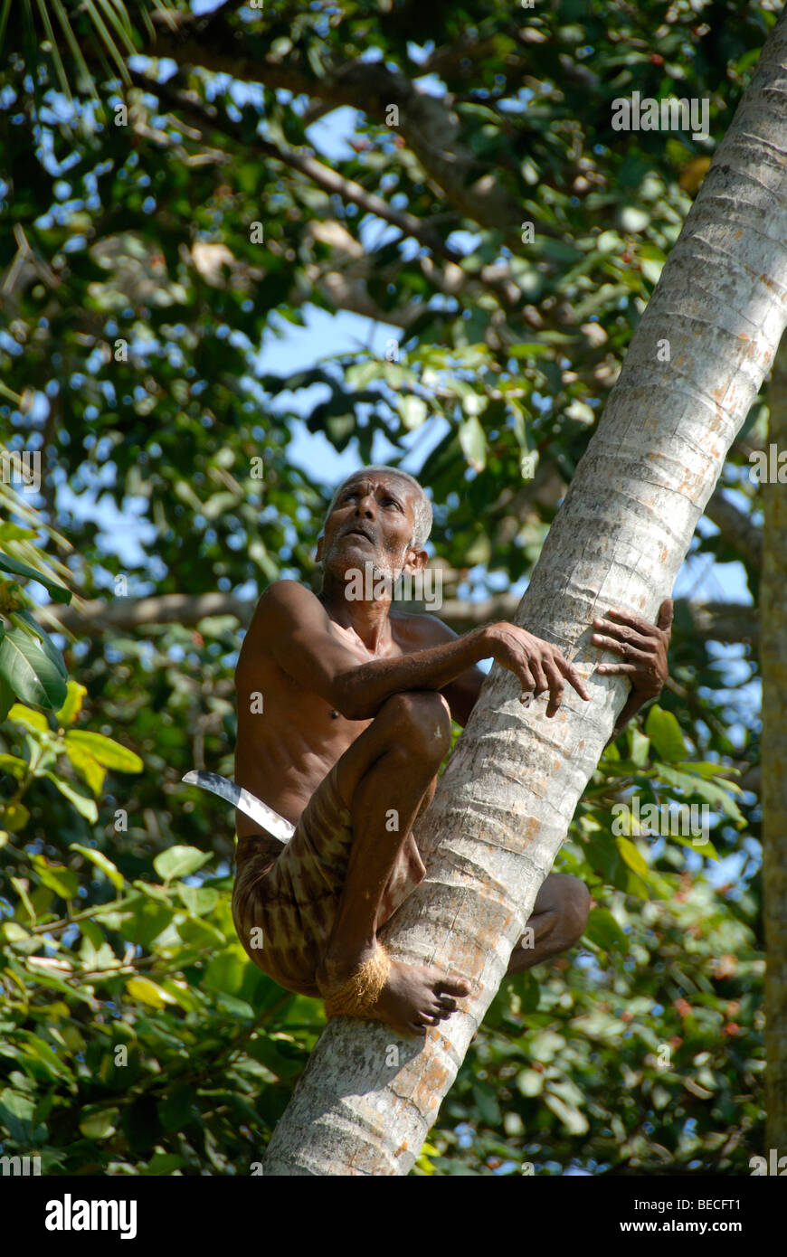 Elderly Singhalese man climbing a coconut tree, Ceylon, Sri Lanka, South Asia, Asia Stock Photo