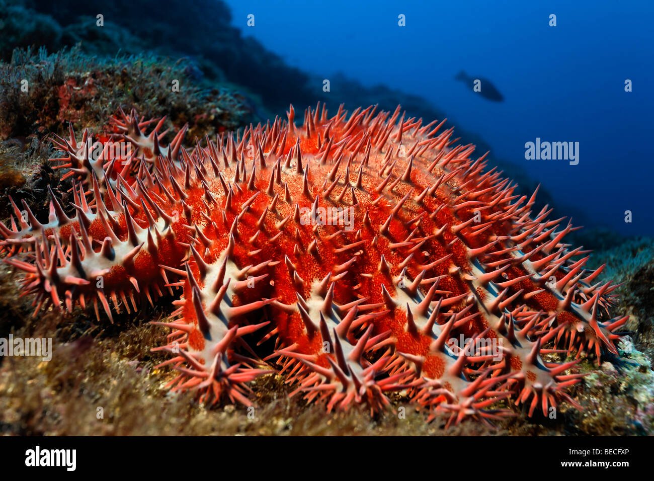 Poisonous Crown-of-Thorns Starfish (Acanthaster planci) at a reef, Cocos Island, Costa Rica, Central America, Pacific Stock Photo