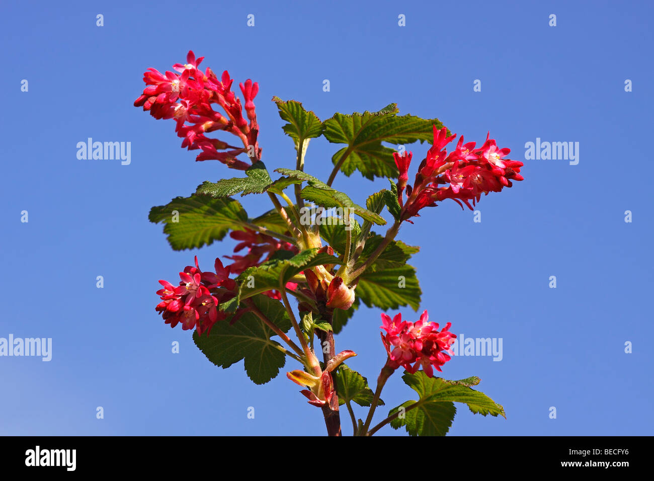 Flowering currant (Ribes sanguineum), ornamental shrub Stock Photo