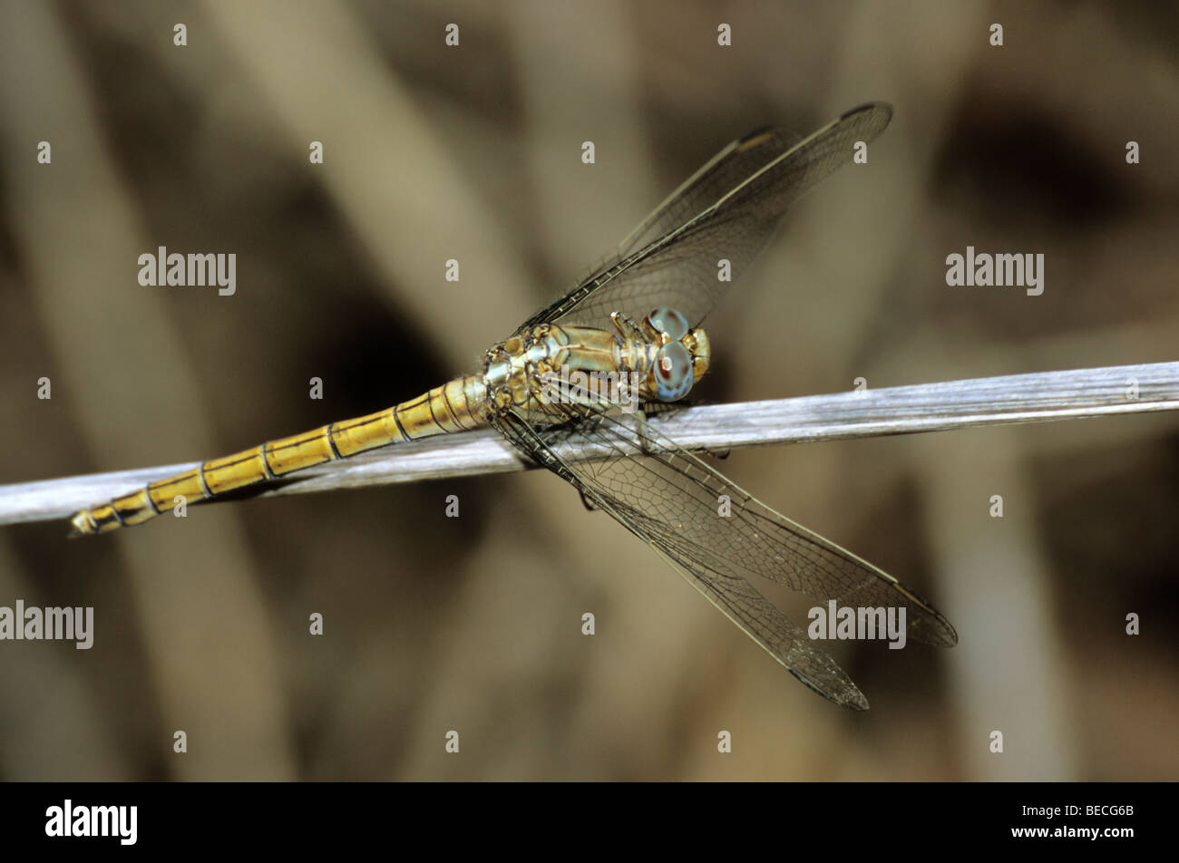 Epaulet Skimmer Dragonfly (Orthetrum chrysostigma), southern species