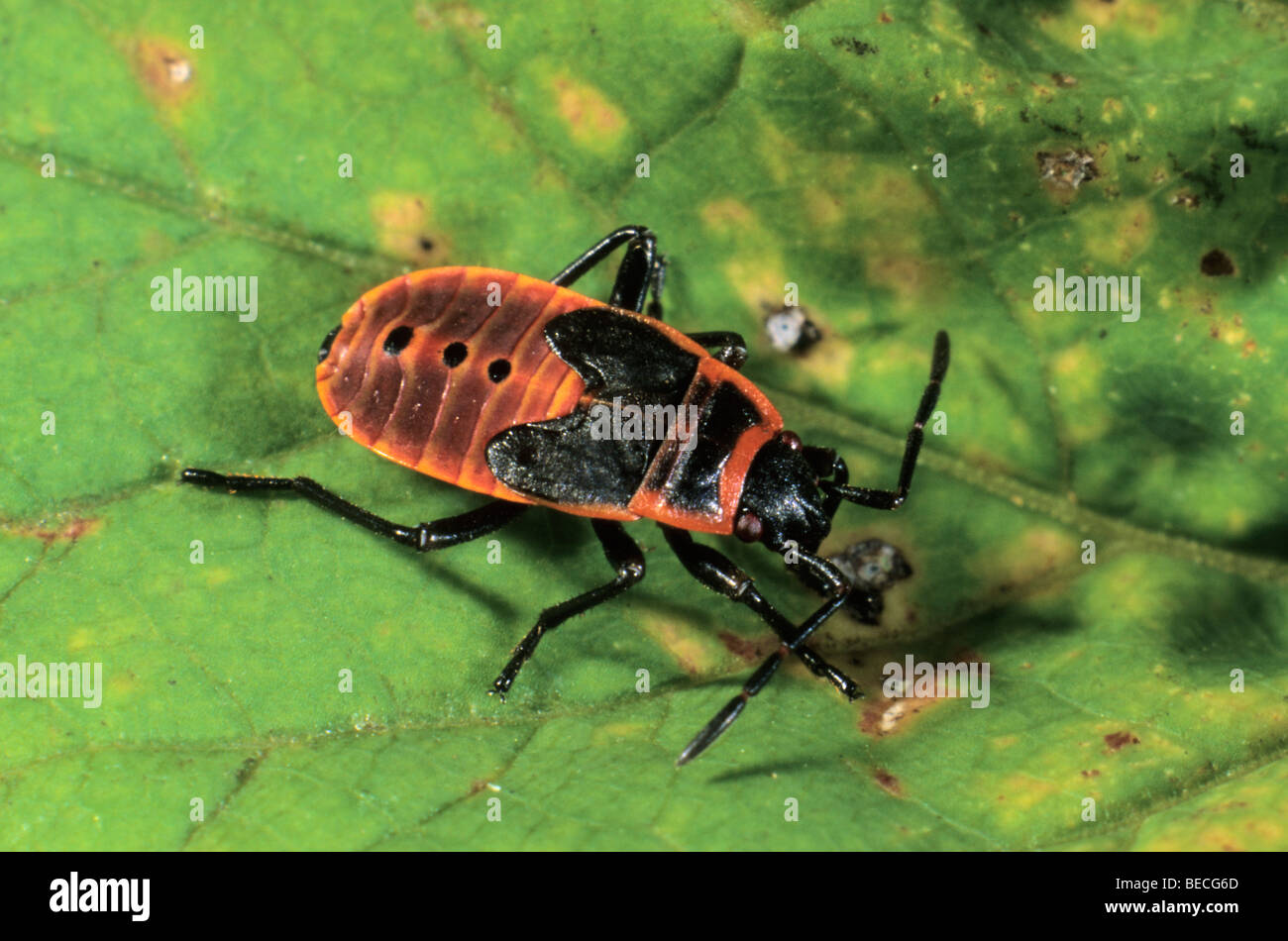 Firebug (Pyrrhocoris apterus), larva Stock Photo