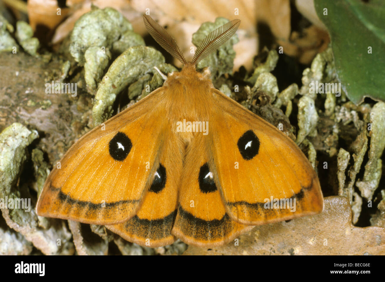 Tau Emperor Moth (Aglia tau), male, on forest floor Stock Photo