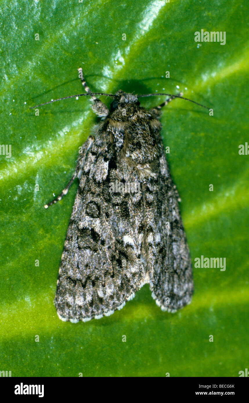 Knot Grass Moth (Acronicta rumicis, Pharetra rumicis), female Stock Photo