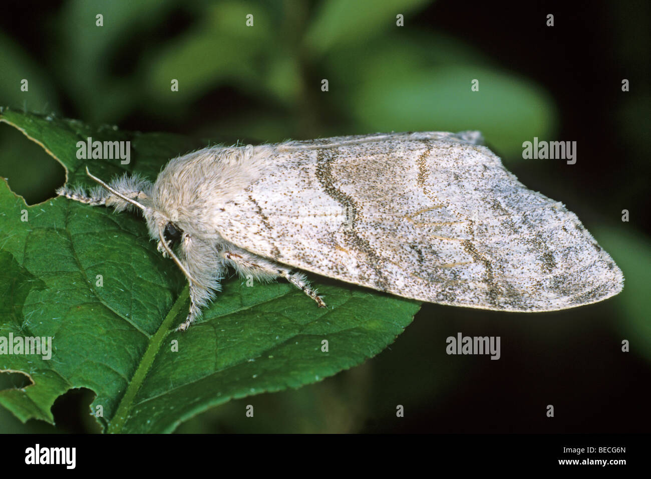 Red-Tailed Moth (Dasychira pudibunda), female Stock Photo