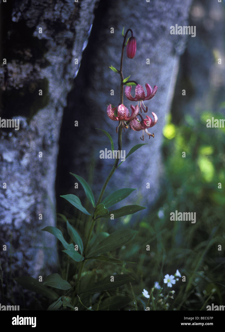 Turk's Cap Lily (Lilium martagon), Creux du Van, Swiss Jura, Switzerland, Europe Stock Photo