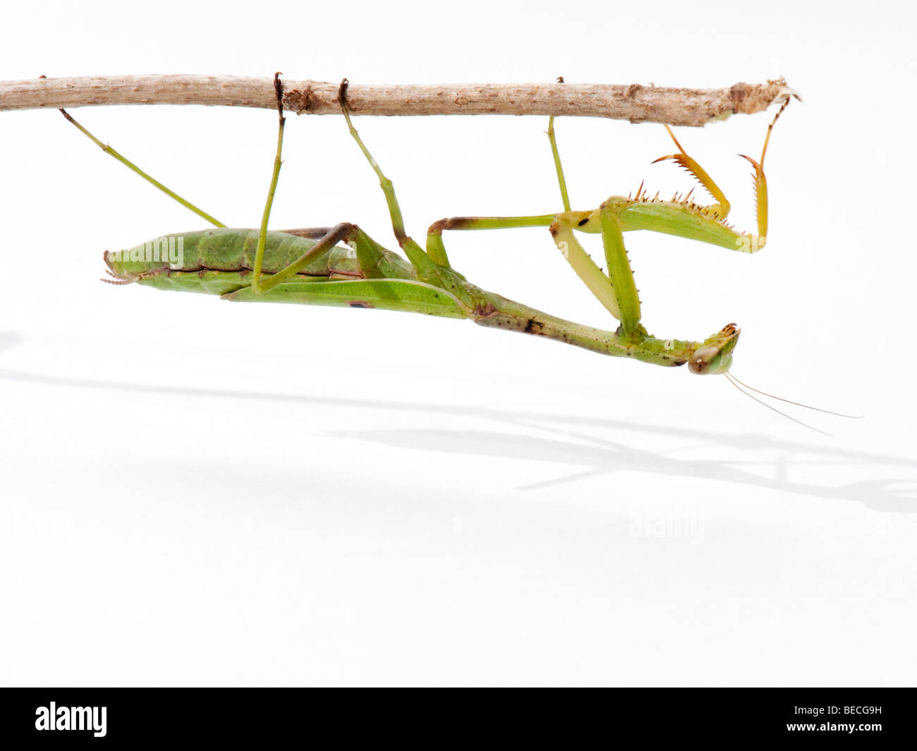 Praying Mantis Stock Photo