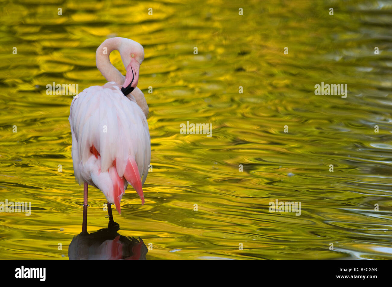 Flamingo (Phoenicopteridae) grooming its feathers, in captivity Stock Photo