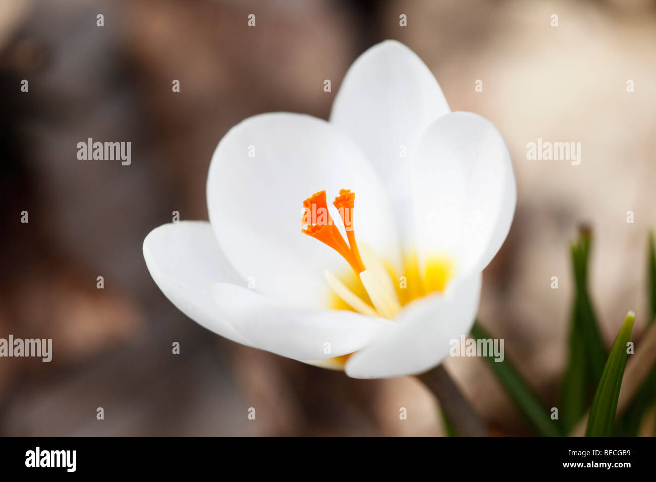 Saffron Crocus (Crocus sativus), white blossom Stock Photo