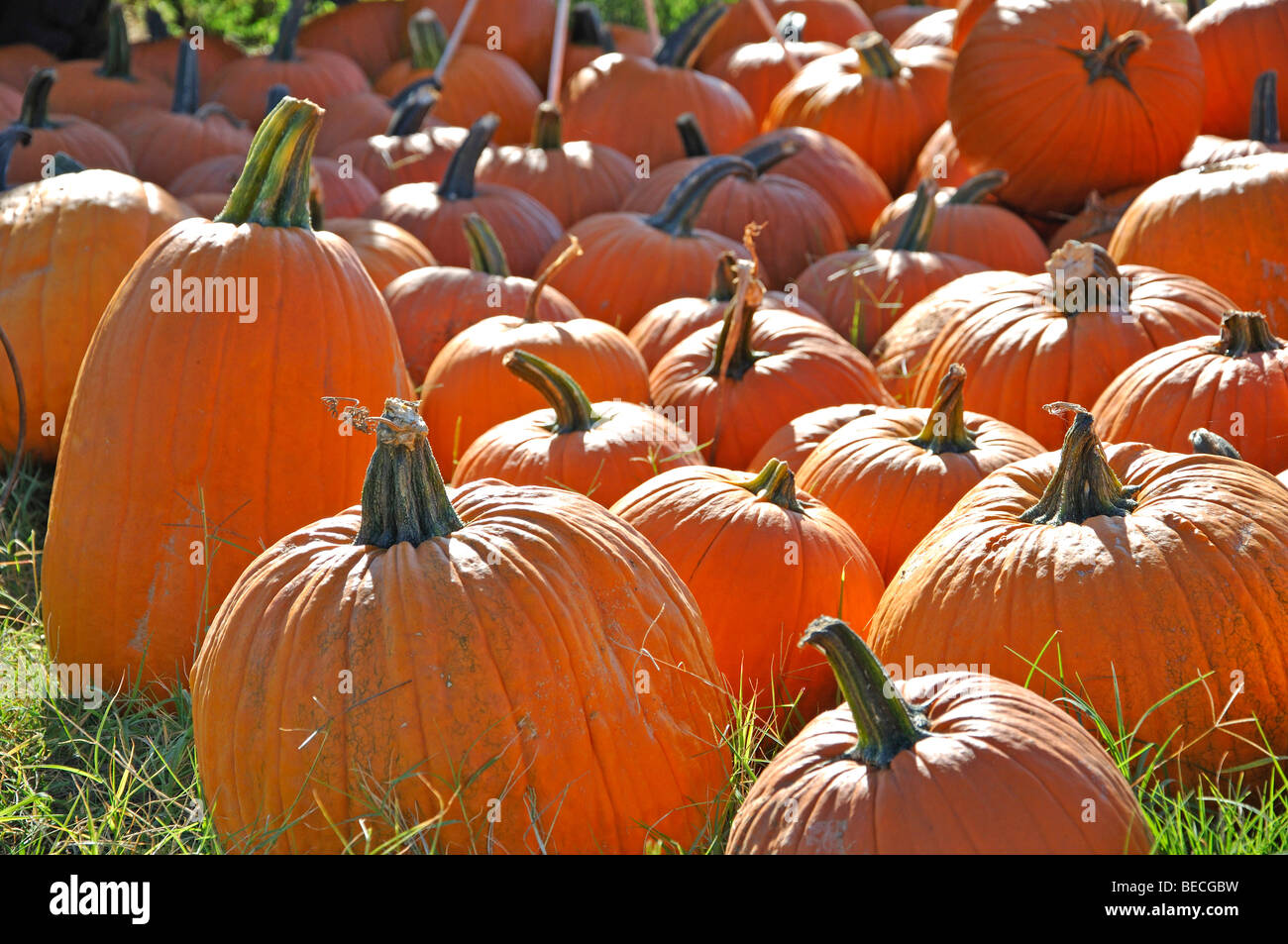 Autumn pumpkins hi-res stock photography and images - Alamy