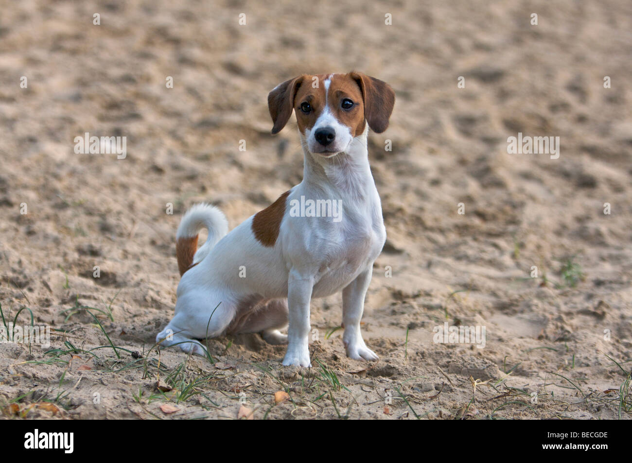 Jack Russel Mix High Resolution Stock Photography and Images - Alamy