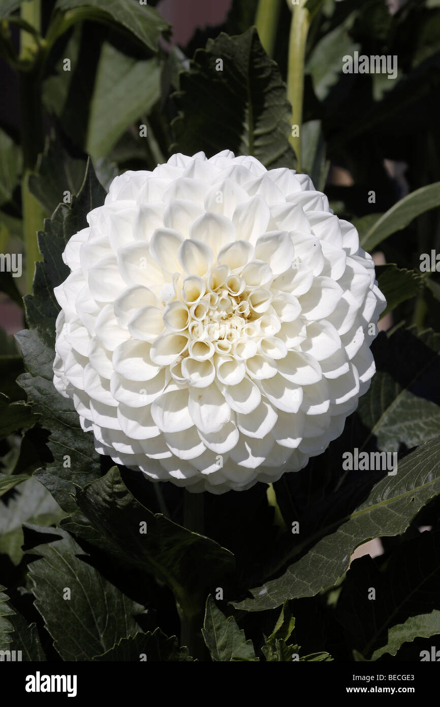 Close up of the Brookside Snowball dahlia in bloom Stock Photo - Alamy