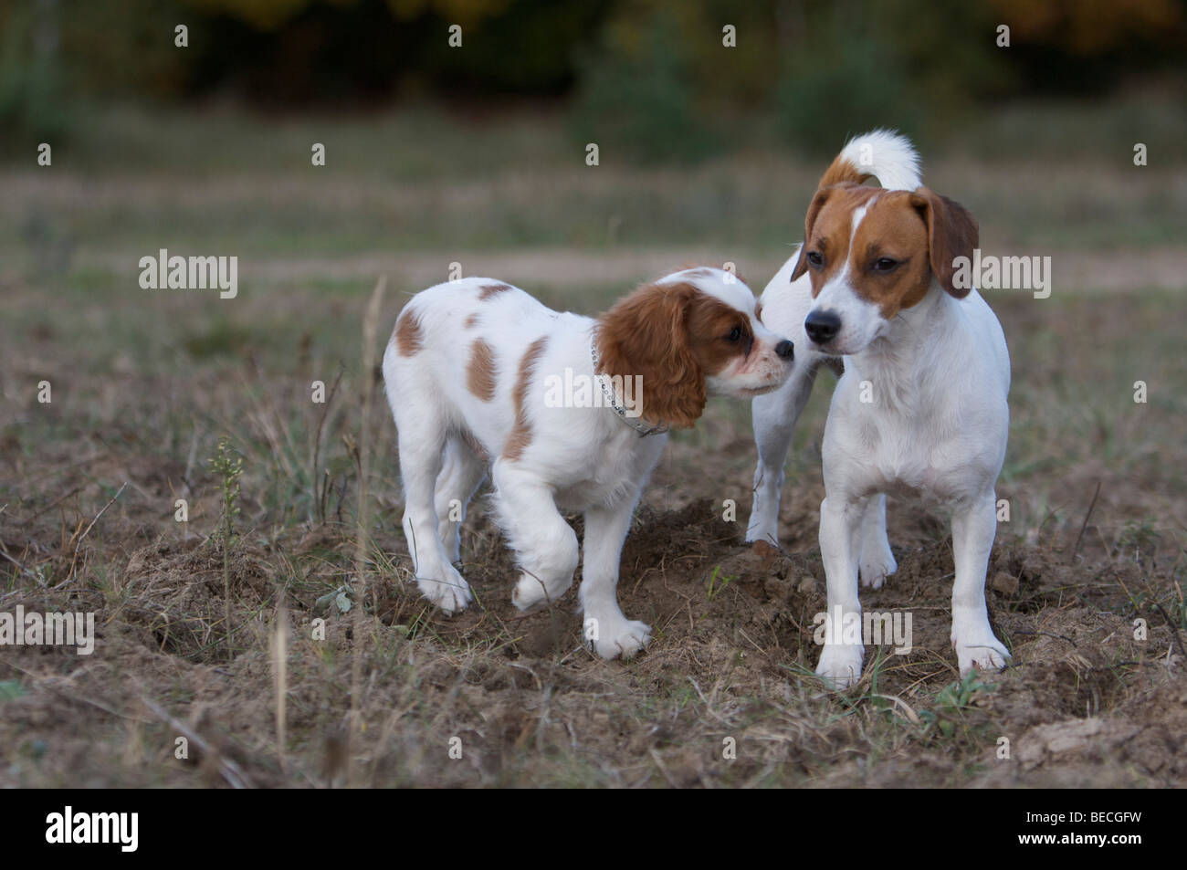 Jack Russel Beagle mixed-breed dog and Cavalier King Charles Spaniel sniffing each other Stock Photo