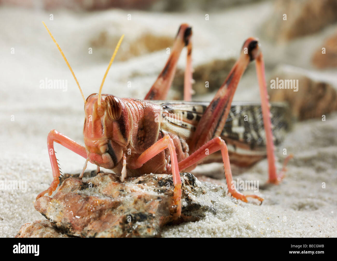 Desert Locust (Schistocerca gregaria) Stock Photo